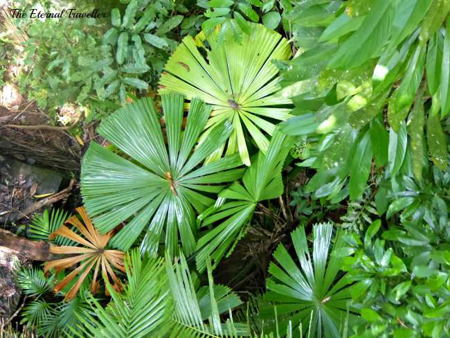 Fan palms in the Daintree Rainforest