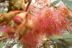 Eucalyptus blossom and gum nuts