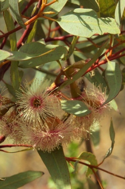 Eucalyptus pimpiniana Torquata